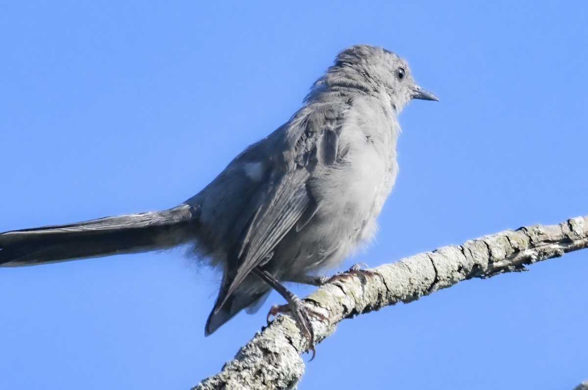 Gray Catbird - ML623544654
