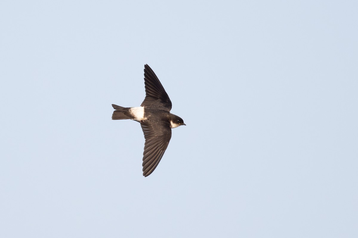 Asian House-Martin - ML623544696