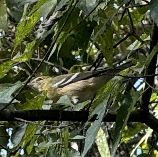 Bay-breasted Warbler - ML623544720