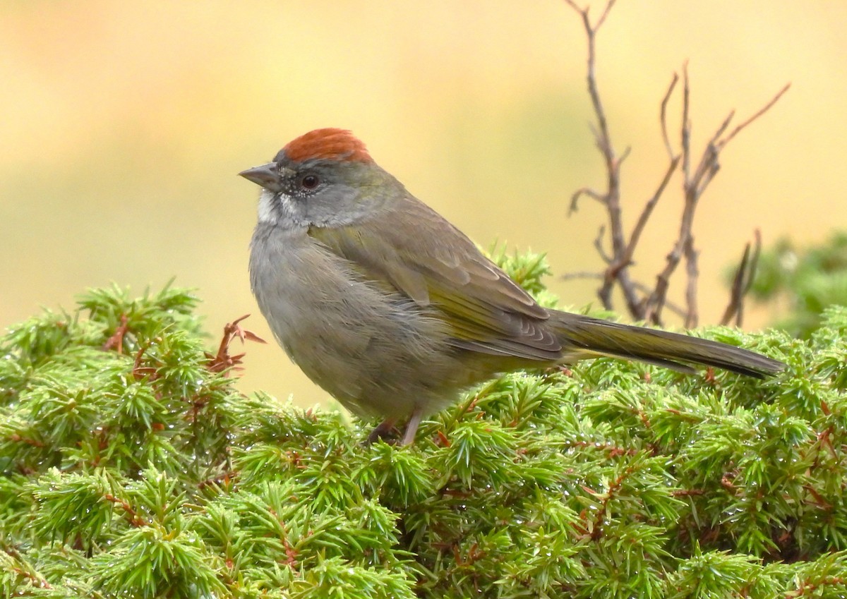 Green-tailed Towhee - ML623544743