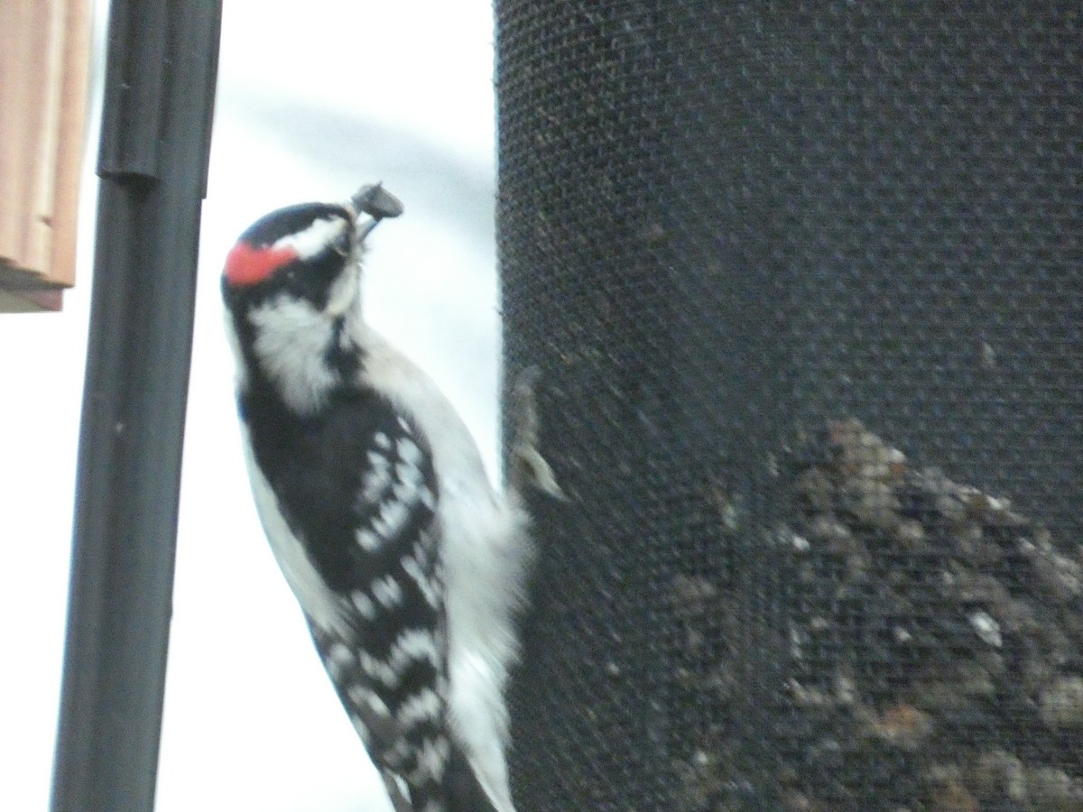 Downy Woodpecker - ML623544749