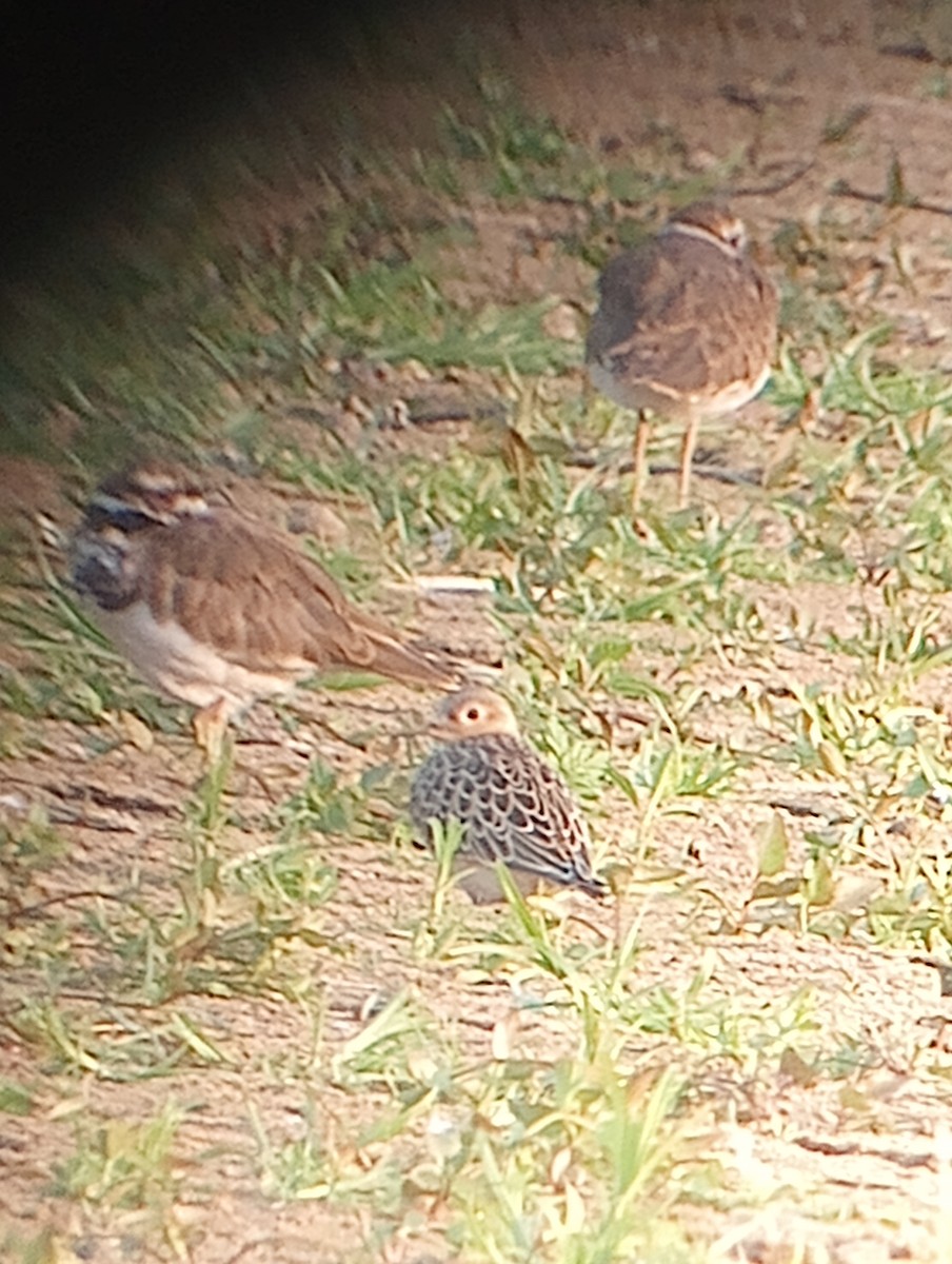 Buff-breasted Sandpiper - Dave Haenni