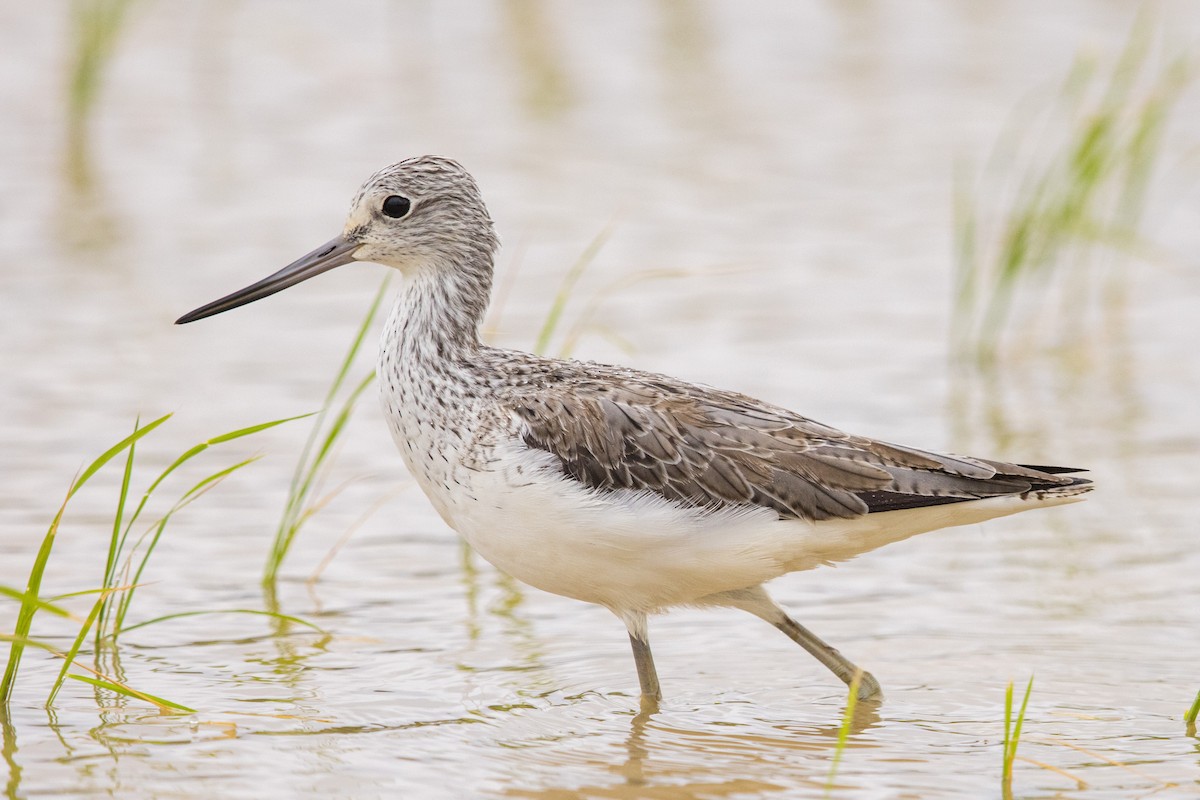 Common Greenshank - ML623544794