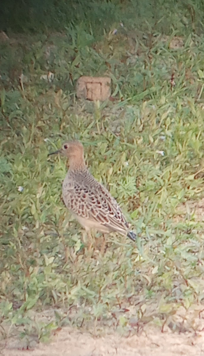 Buff-breasted Sandpiper - ML623544796