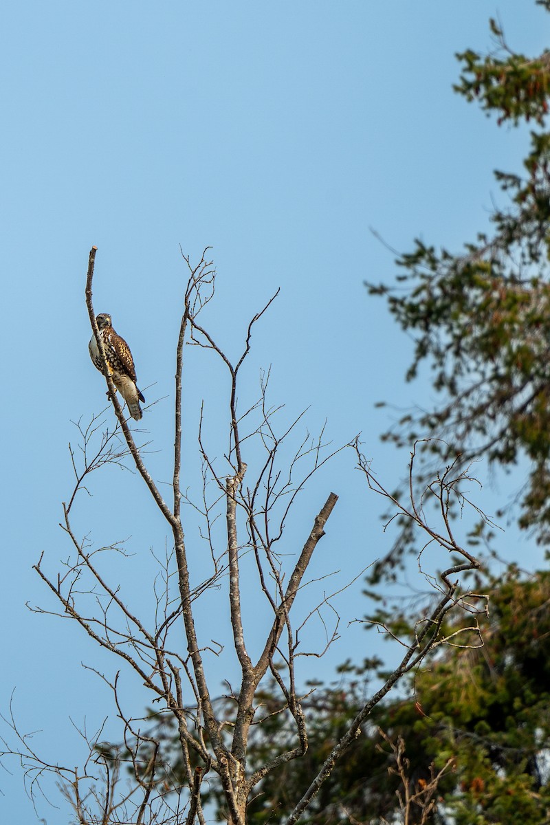 Red-tailed Hawk - ML623544821