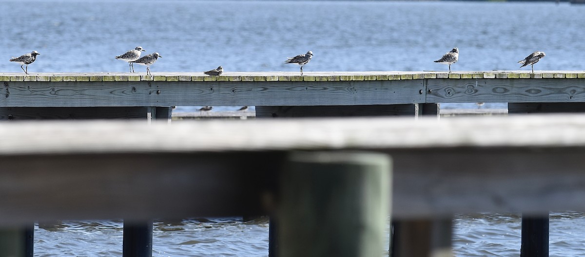 Black-bellied Plover - ML623544828