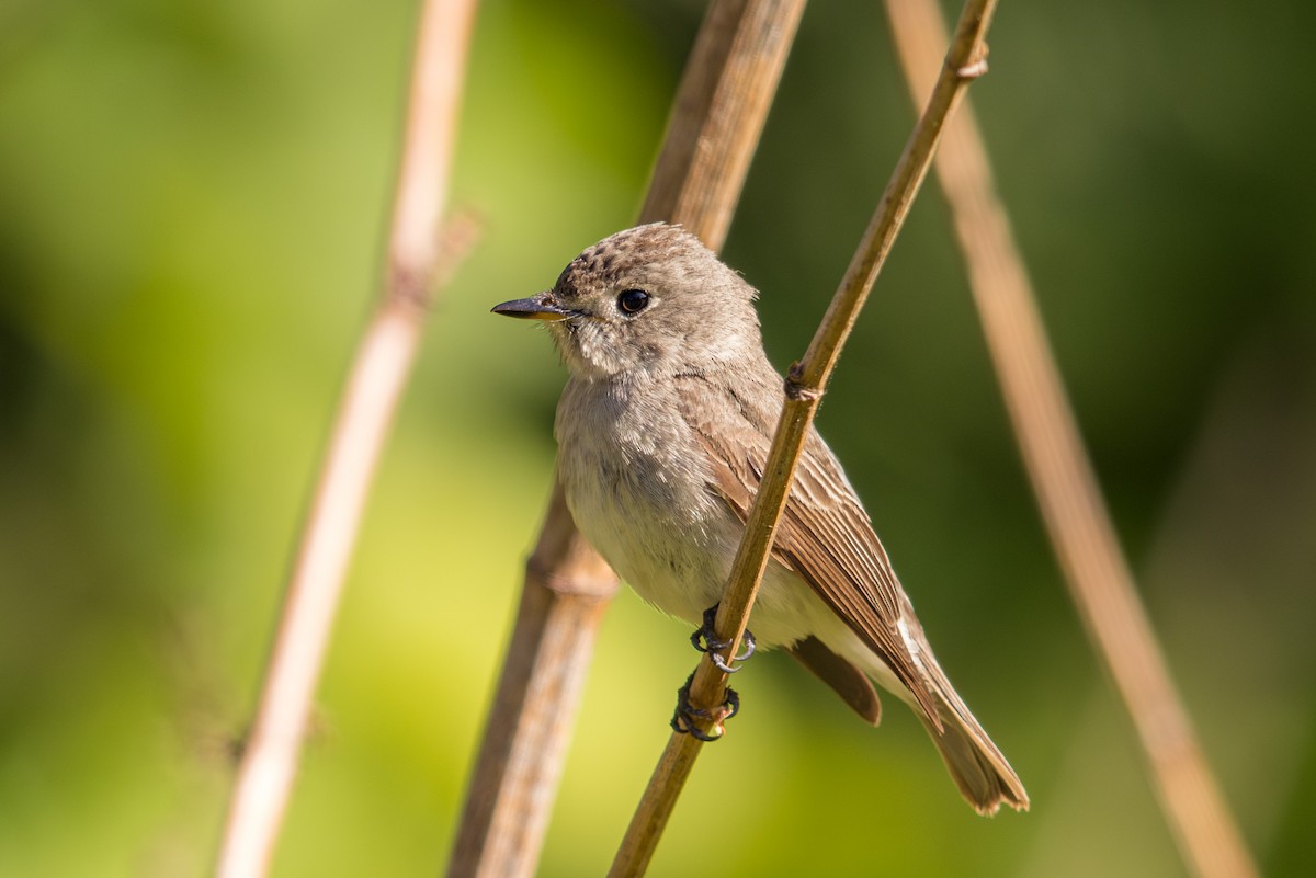 Asian Brown Flycatcher - ML623544851