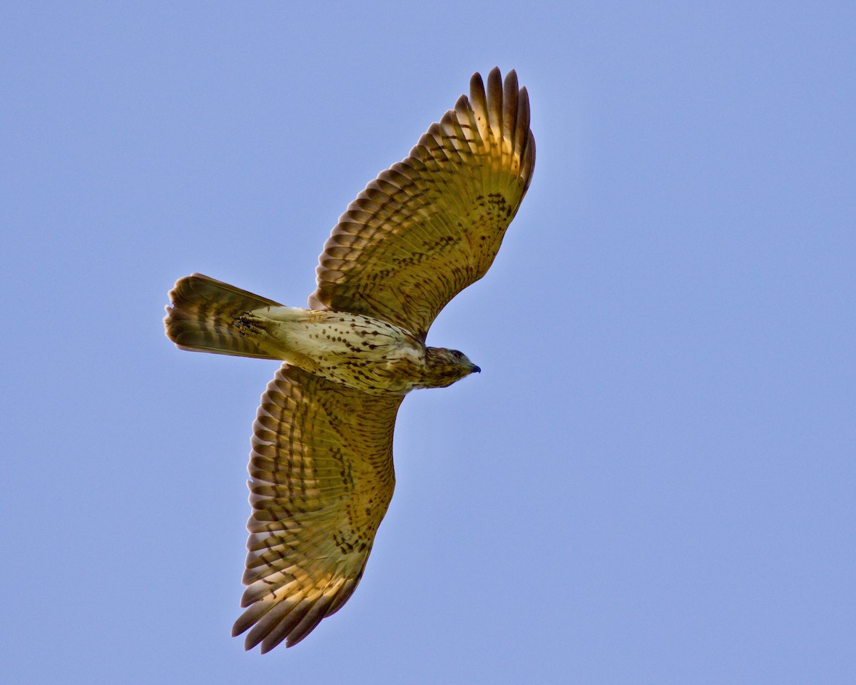 Red-shouldered Hawk - ML623544855