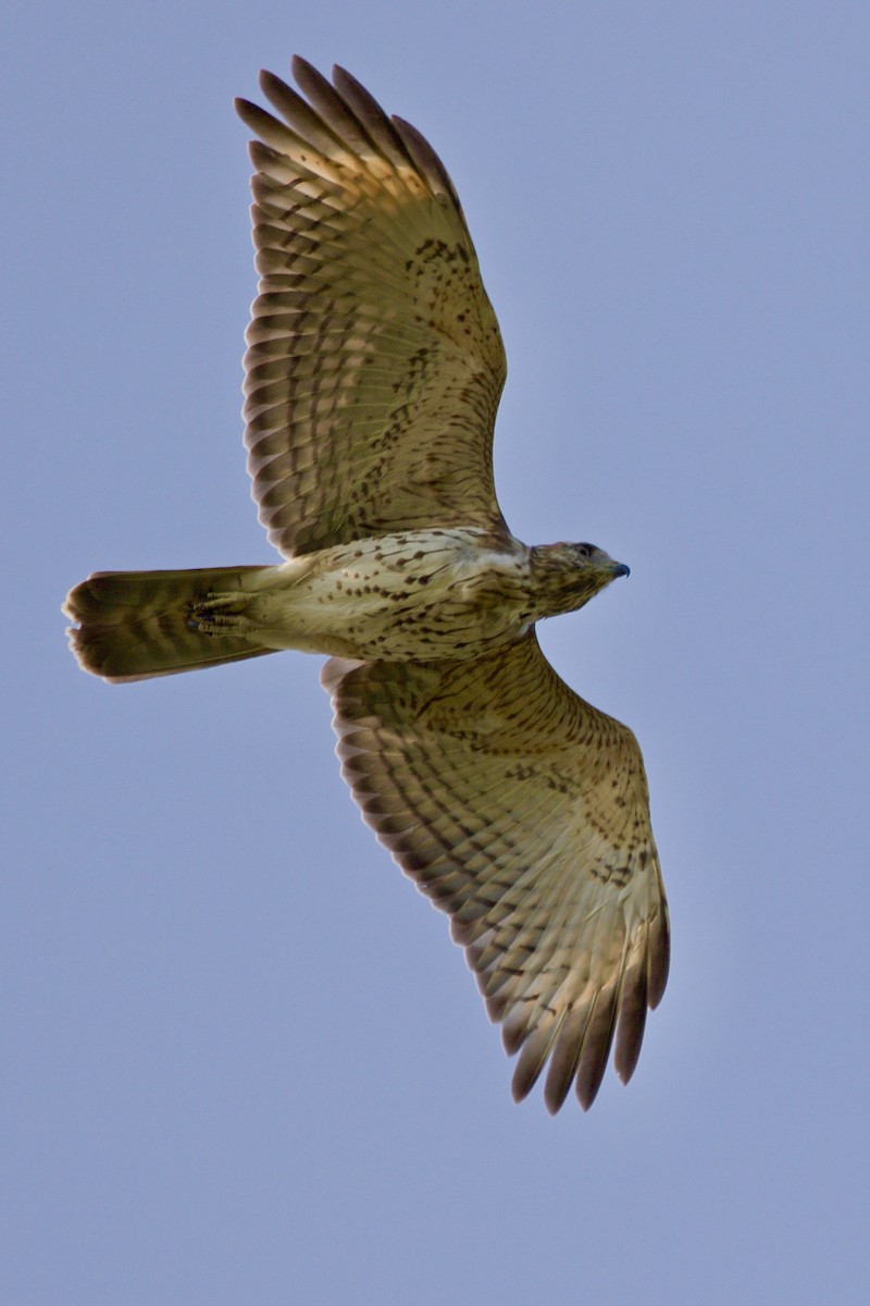 Red-shouldered Hawk - Jack & Holly Bartholmai