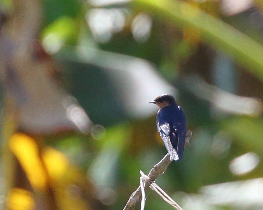 Pacific Swallow (Pacific) - ML623544870