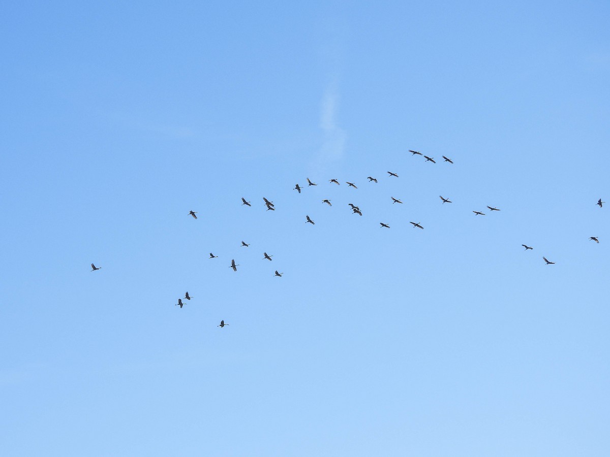 Sandhill Crane - ML623544881