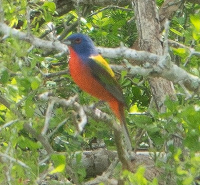 Painted Bunting - ML623544884