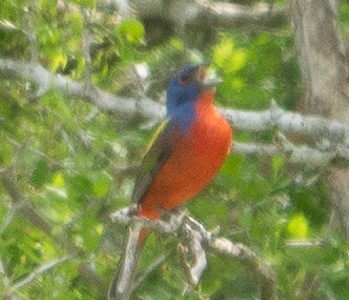 Painted Bunting - ML623544886