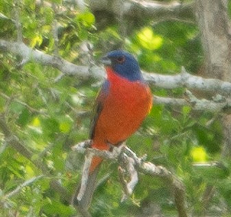 Painted Bunting - ML623544887