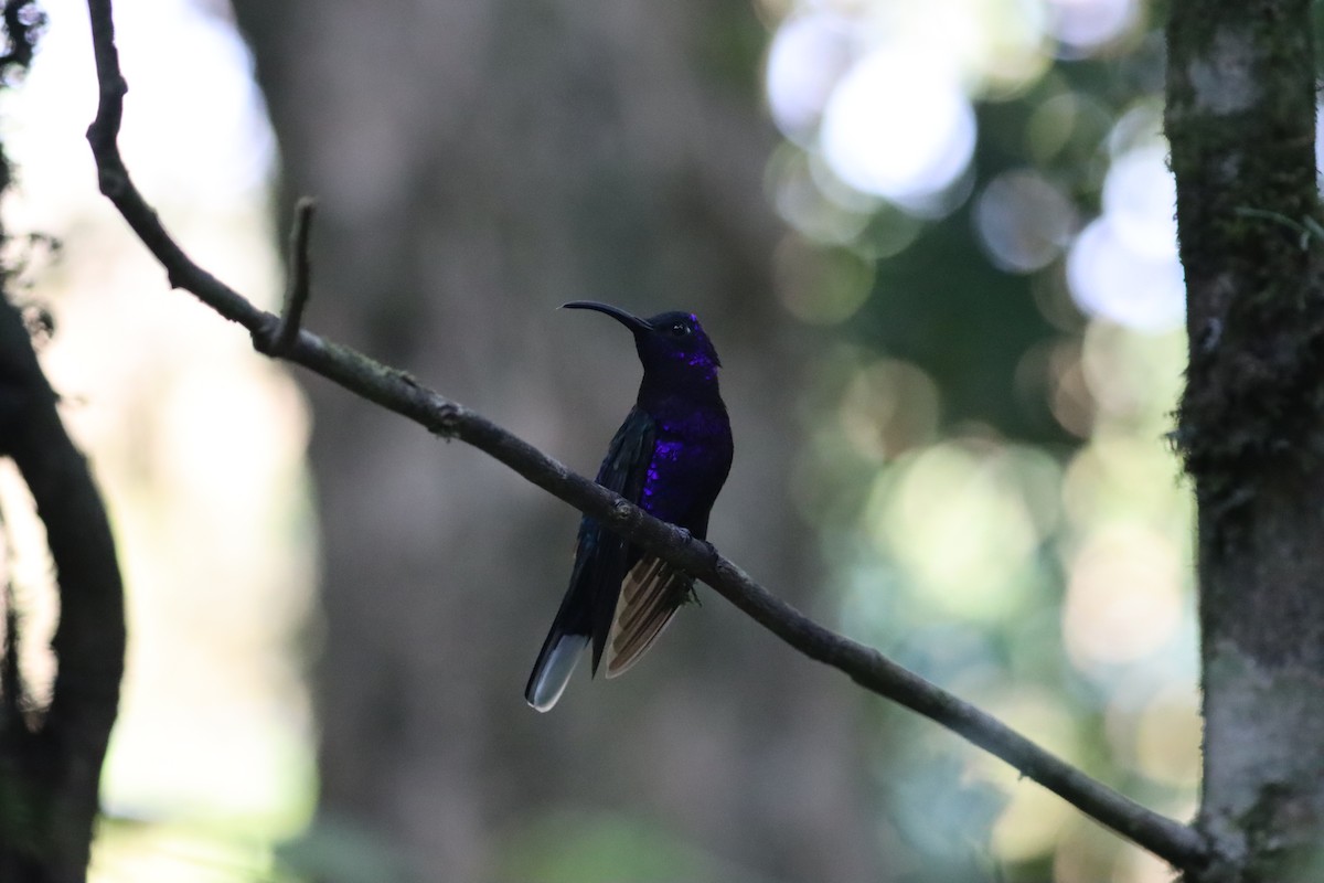 Colibrí Morado - ML623544915