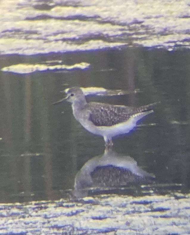 Lesser Yellowlegs - ML623544919