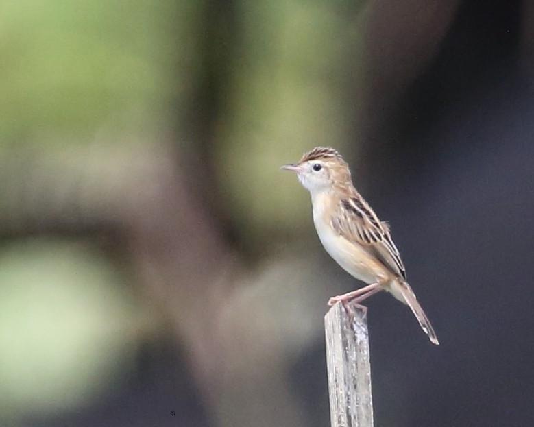 Zitting Cisticola (Double Zitting) - Bruce Robinson