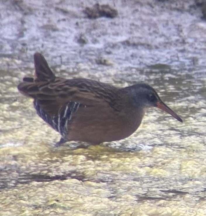 Virginia Rail (Virginia) - ML623544932