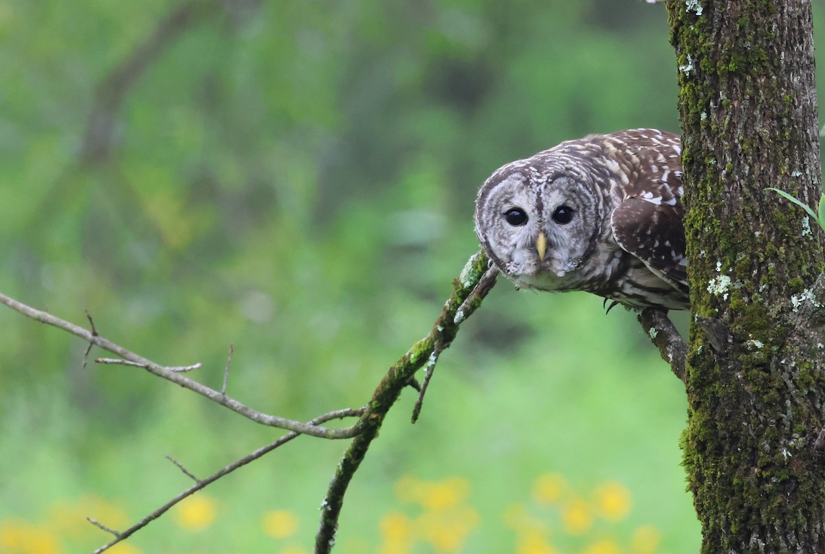 Barred Owl - pradhikshaa m