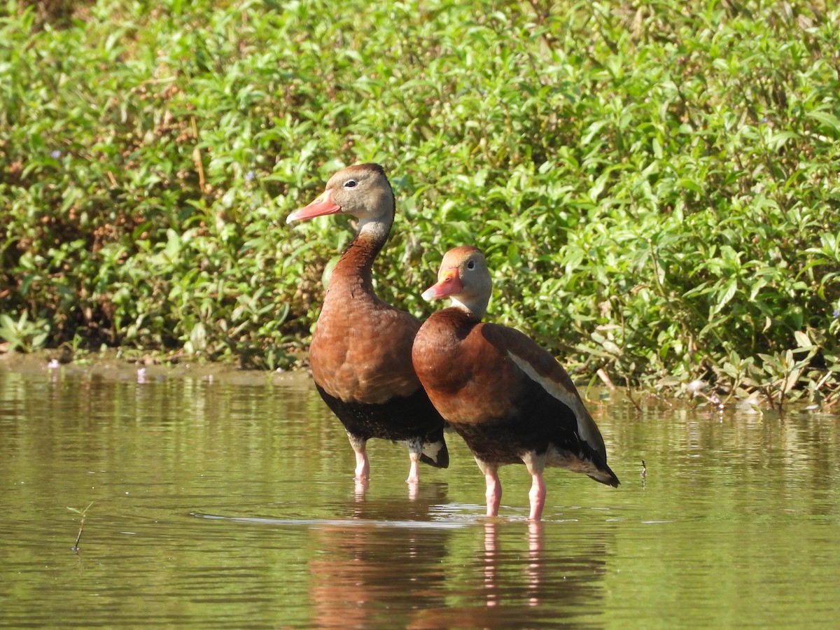 Black-bellied Whistling-Duck - P Chappell