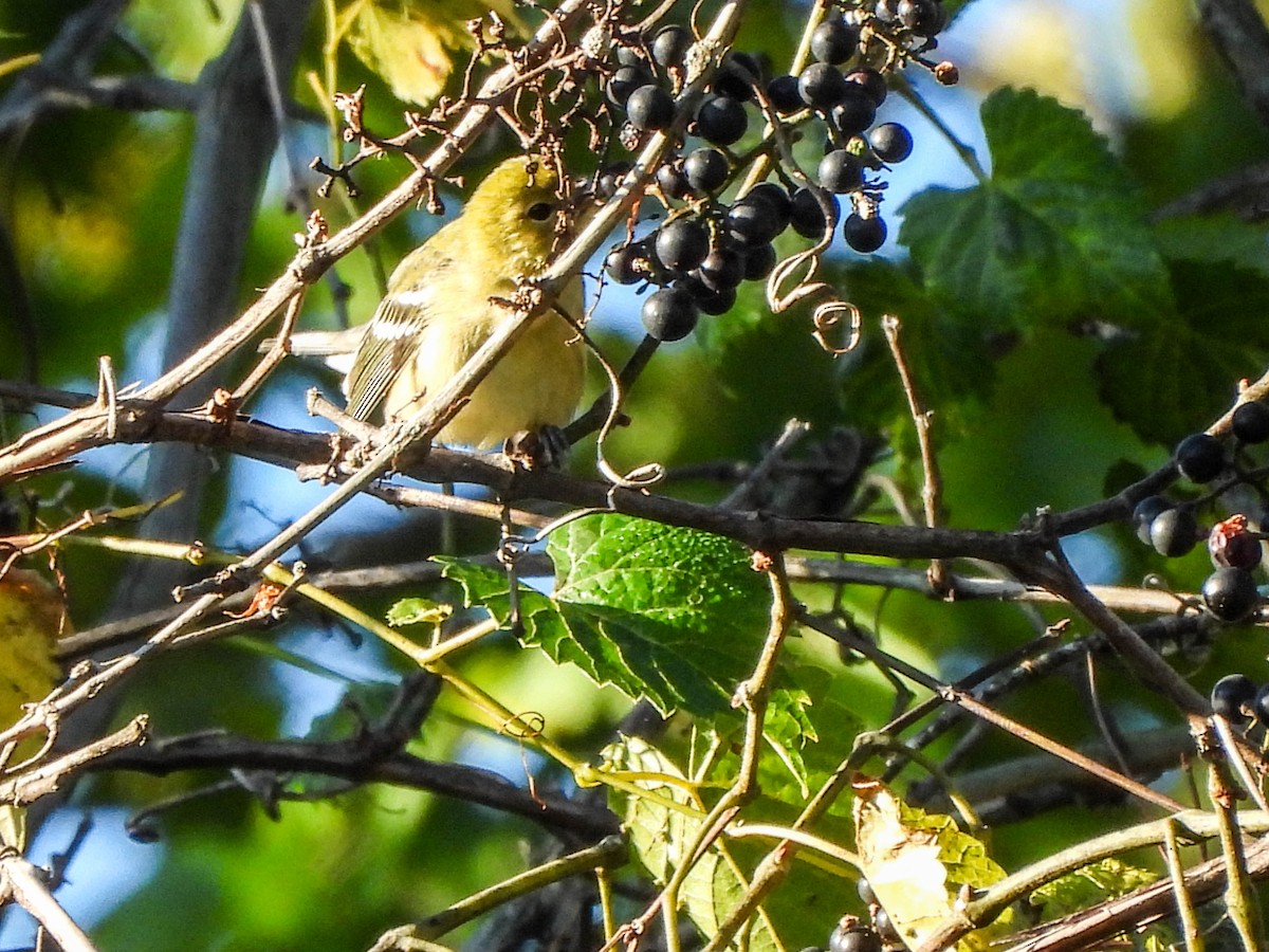 Bay-breasted Warbler - ML623544961