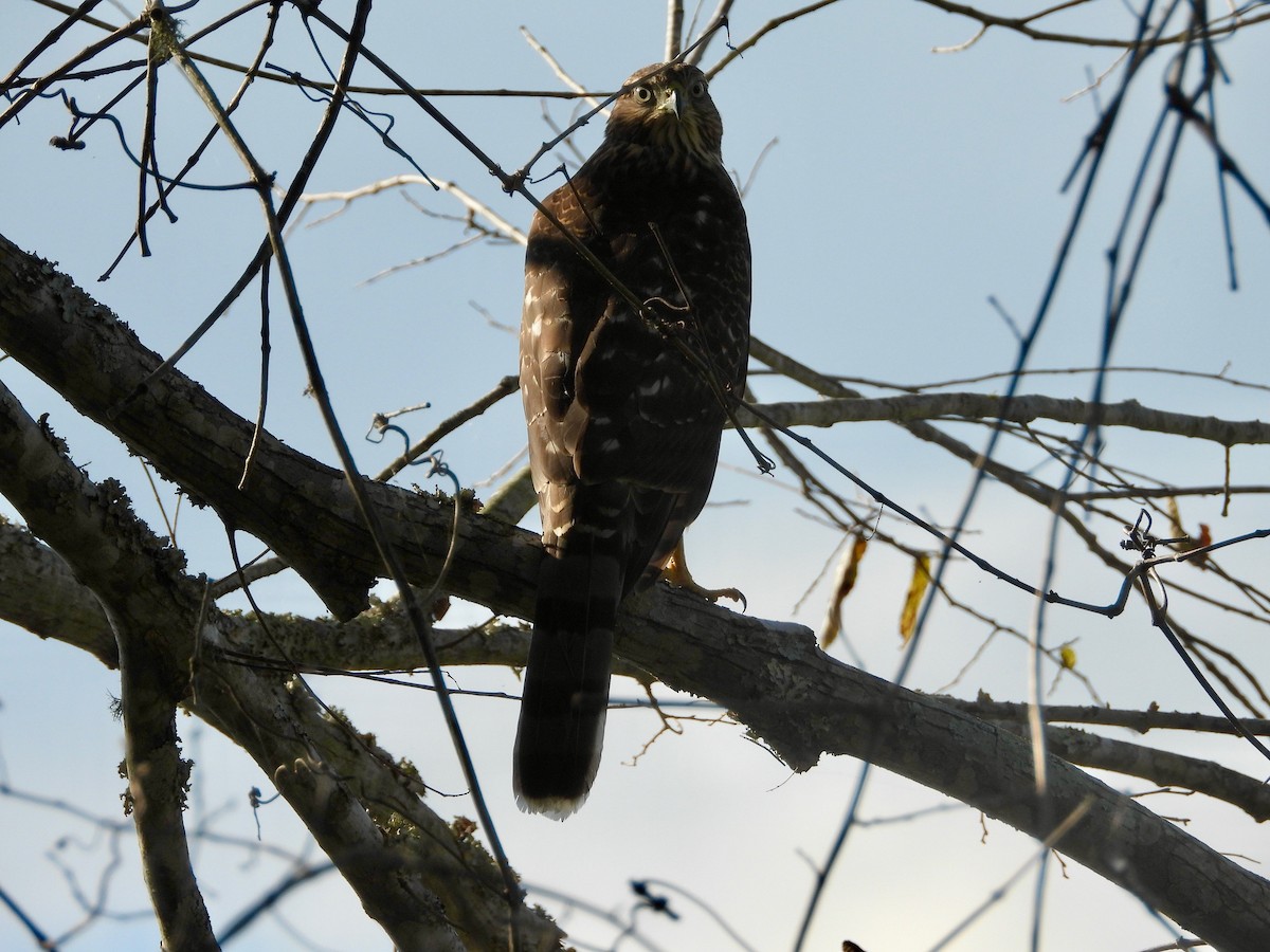 Cooper's Hawk - ML623545067