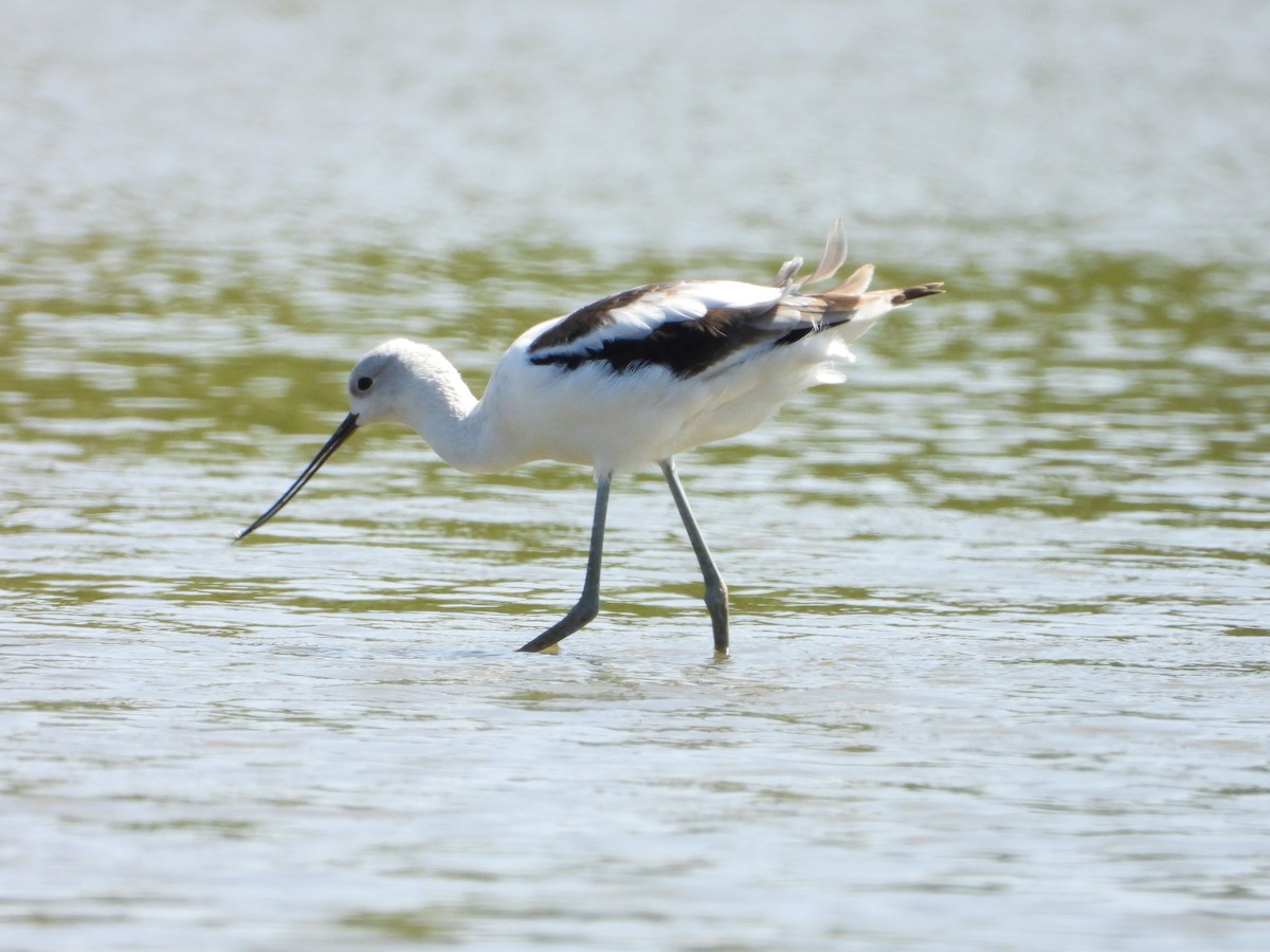 American Avocet - ML623545086