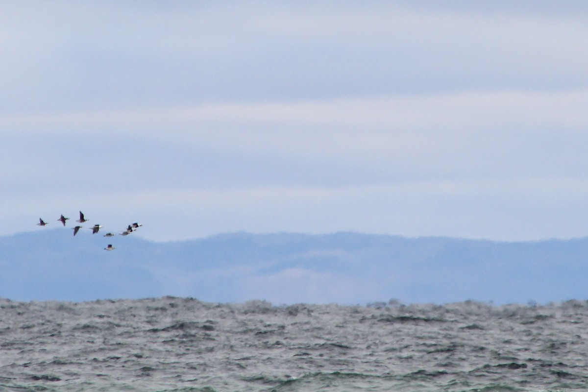 Long-tailed Duck - ML623545097