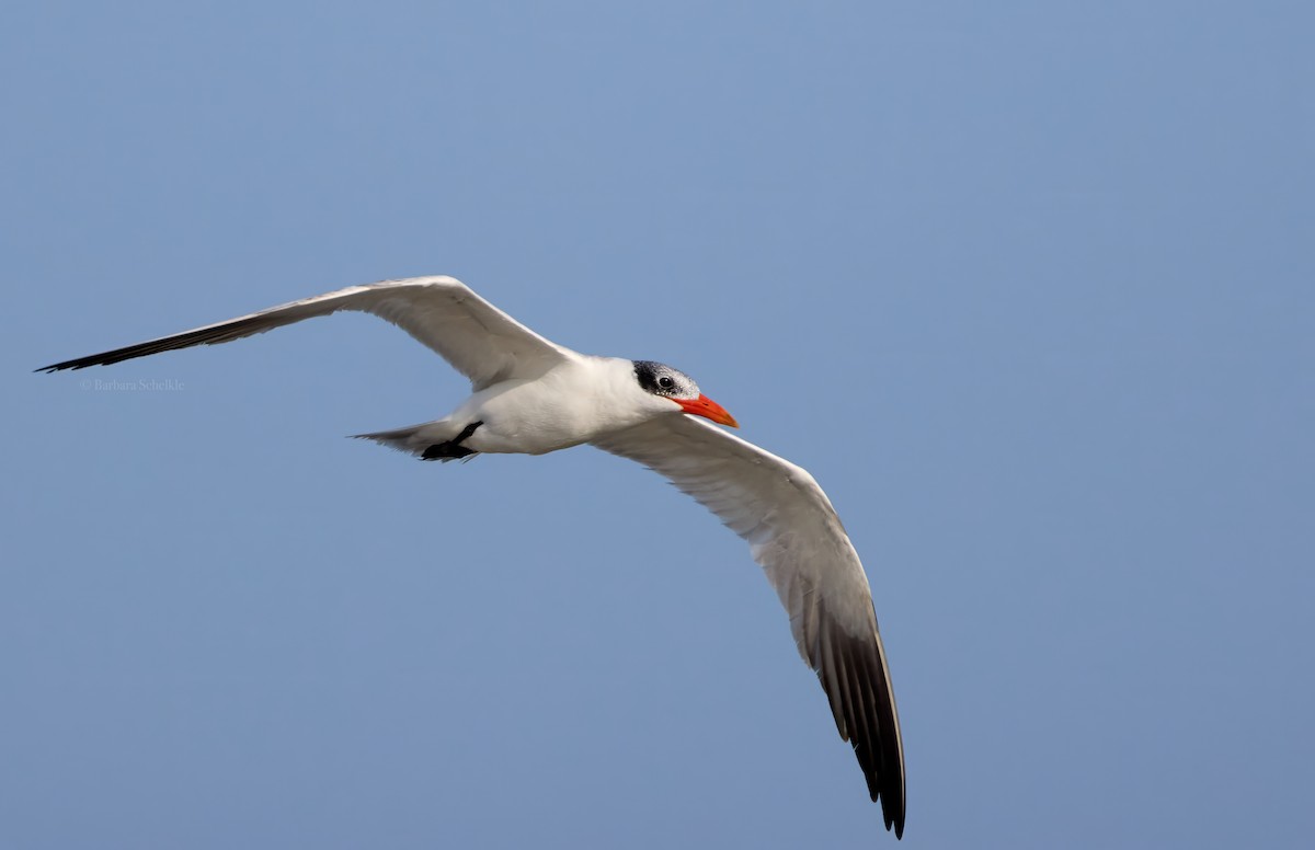 Caspian Tern - ML623545121