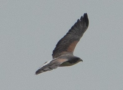 White-tailed Hawk - Paul  McPartland