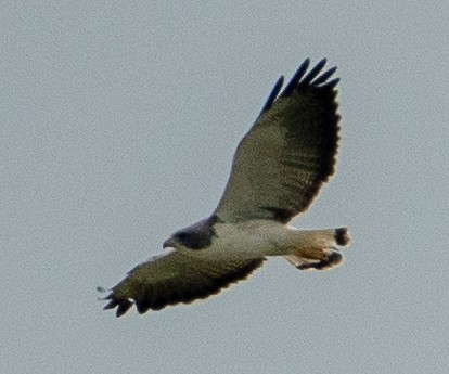 White-tailed Hawk - ML623545185