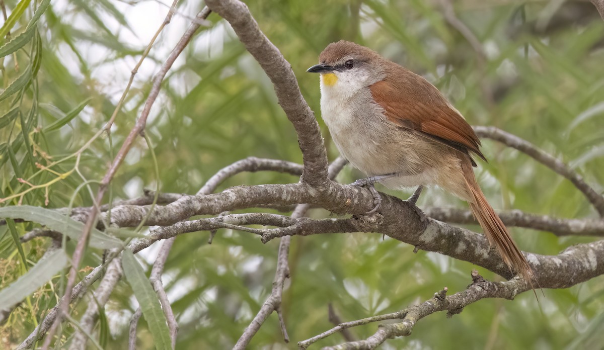 Yellow-chinned Spinetail - ML623545195