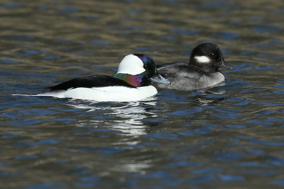 bøffeland - ML623545257