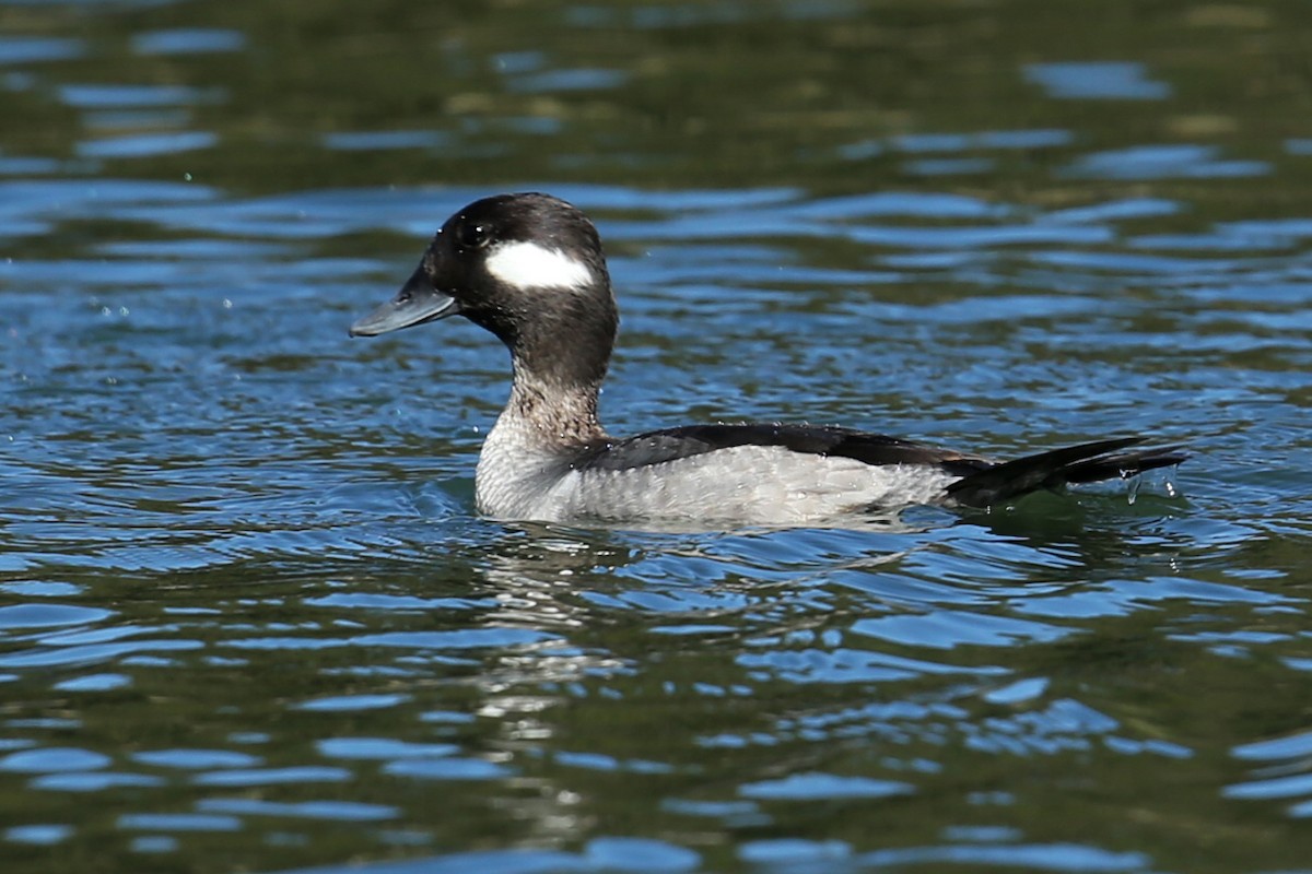 Bufflehead - Henry Mauer