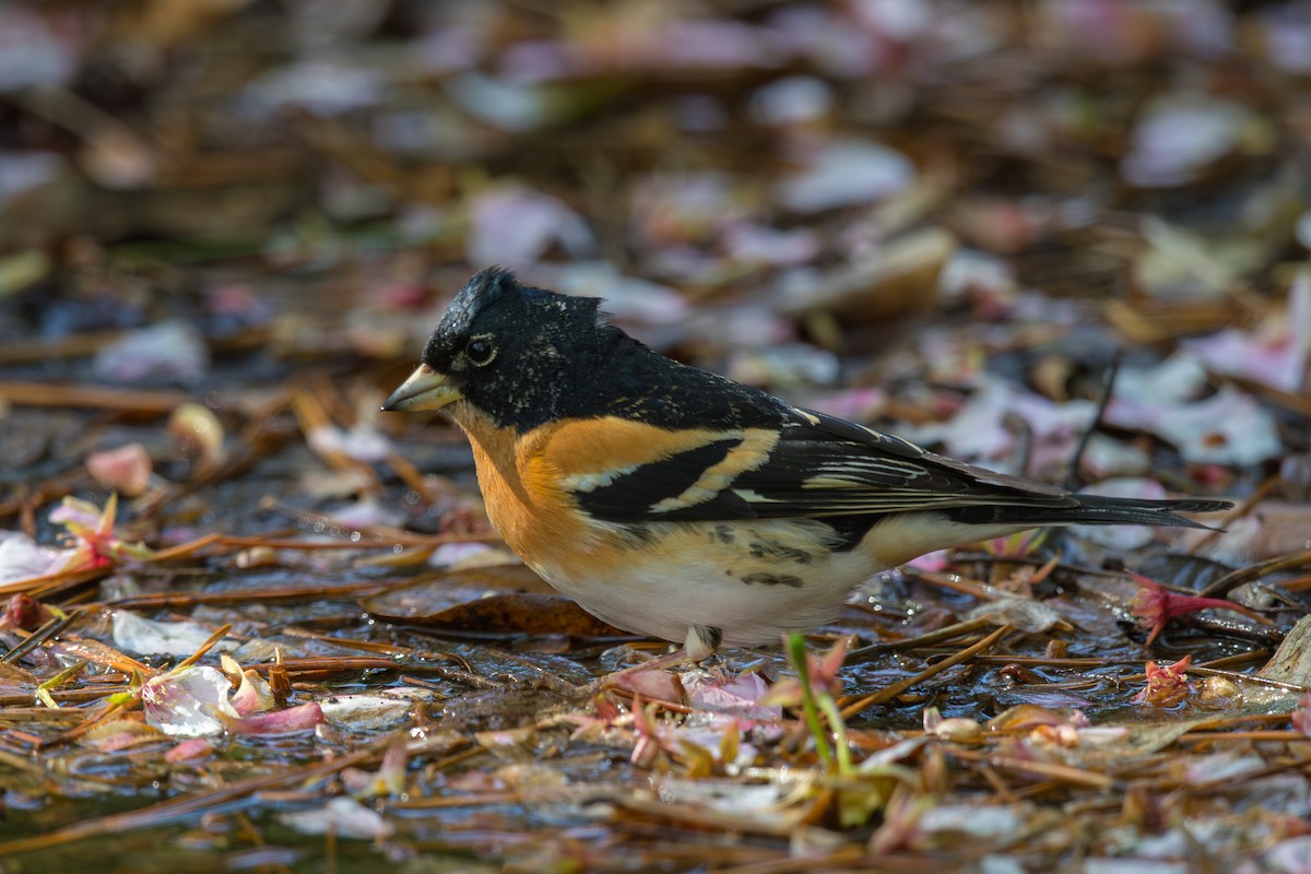 Brambling - ML623545277