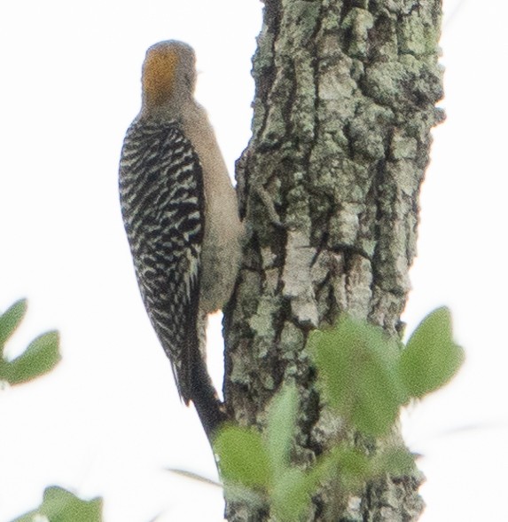 Golden-fronted Woodpecker - ML623545291