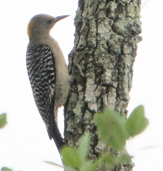 Golden-fronted Woodpecker - ML623545292