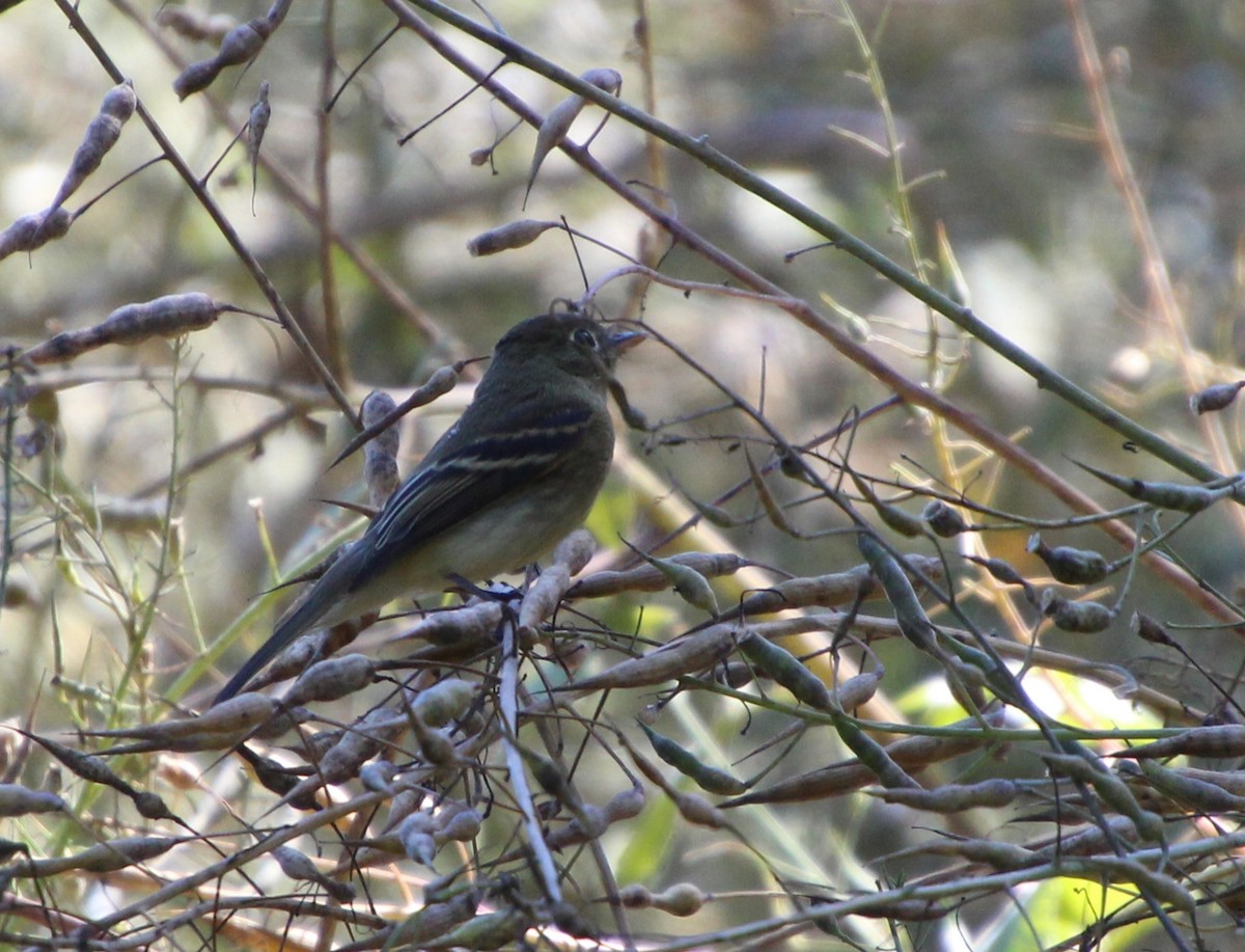 Western Flycatcher - Stephen Price