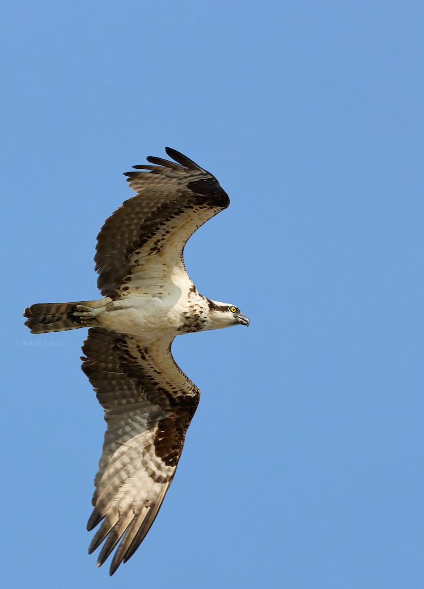 Osprey - ML623545331