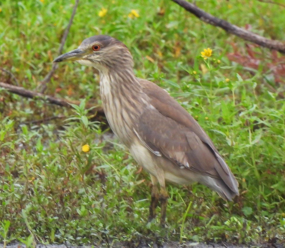 Martinete Común - ML623545344