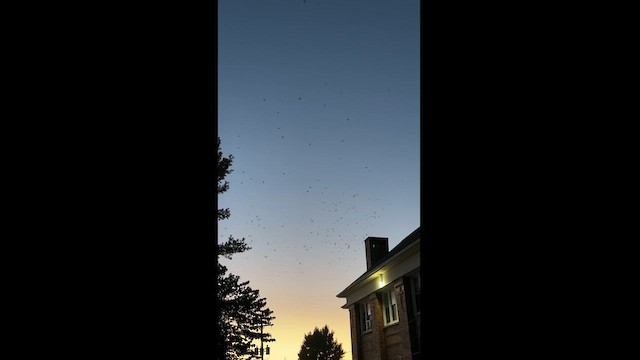 Chimney Swift - ML623545352