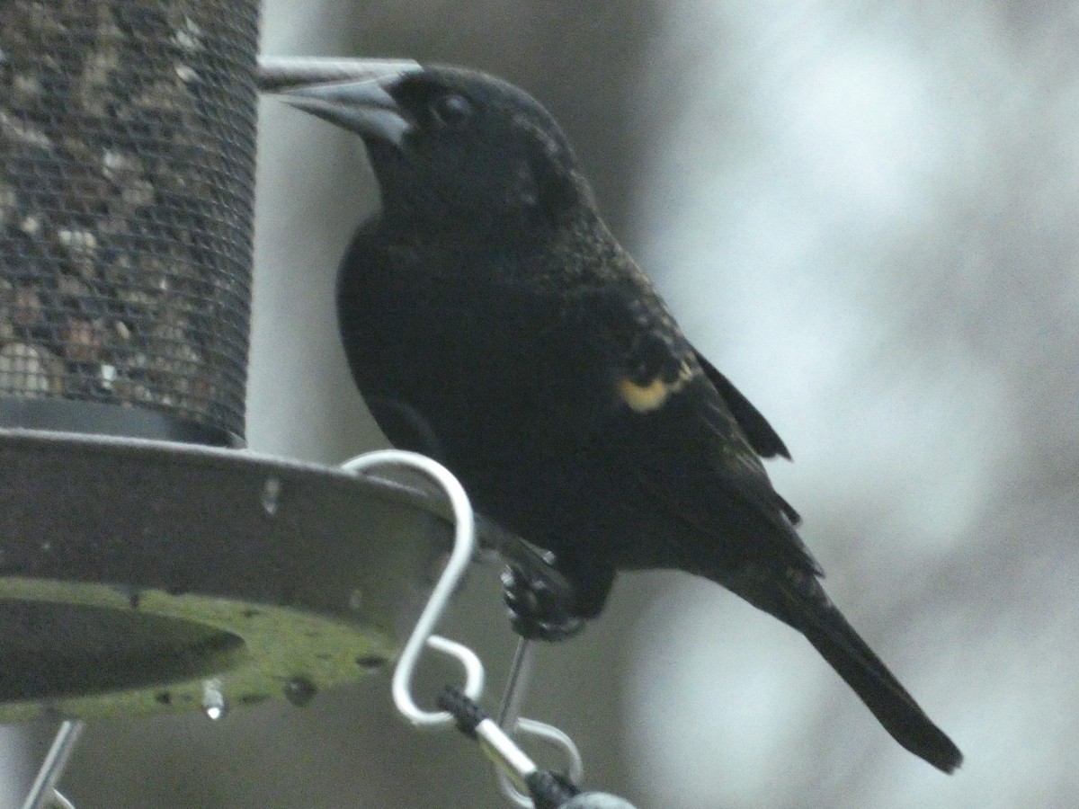 Red-winged Blackbird - ML623545422