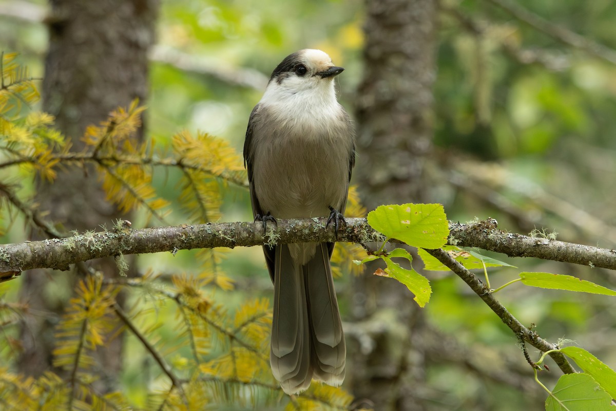 Canada Jay - ML623545432