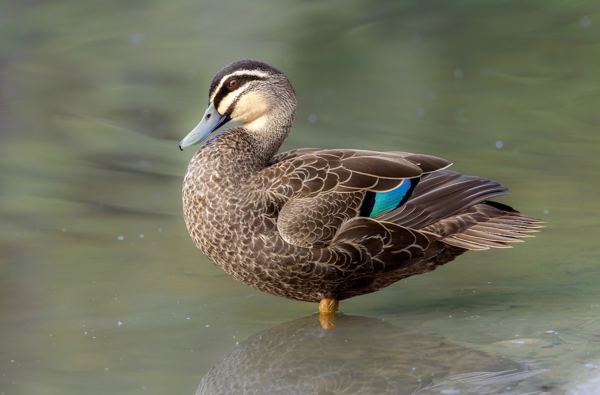 Canard à sourcils - ML623545434