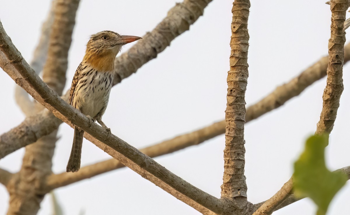 Fleckmantel-Faulvogel (striatipectus) - ML623545447