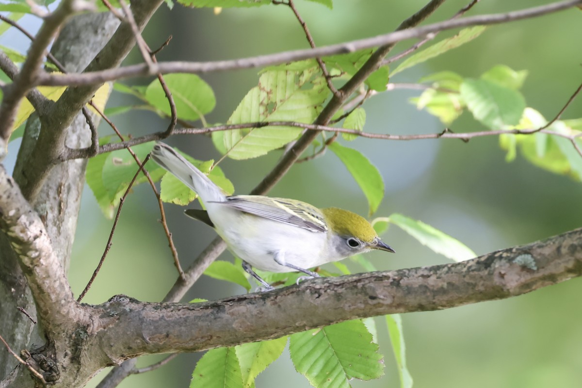 Chestnut-sided Warbler - ML623545453