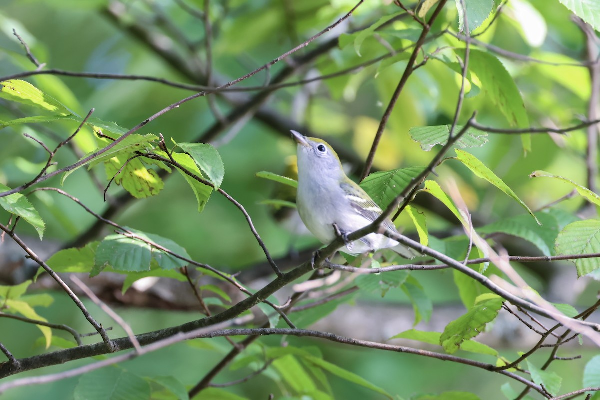 Chestnut-sided Warbler - ML623545454