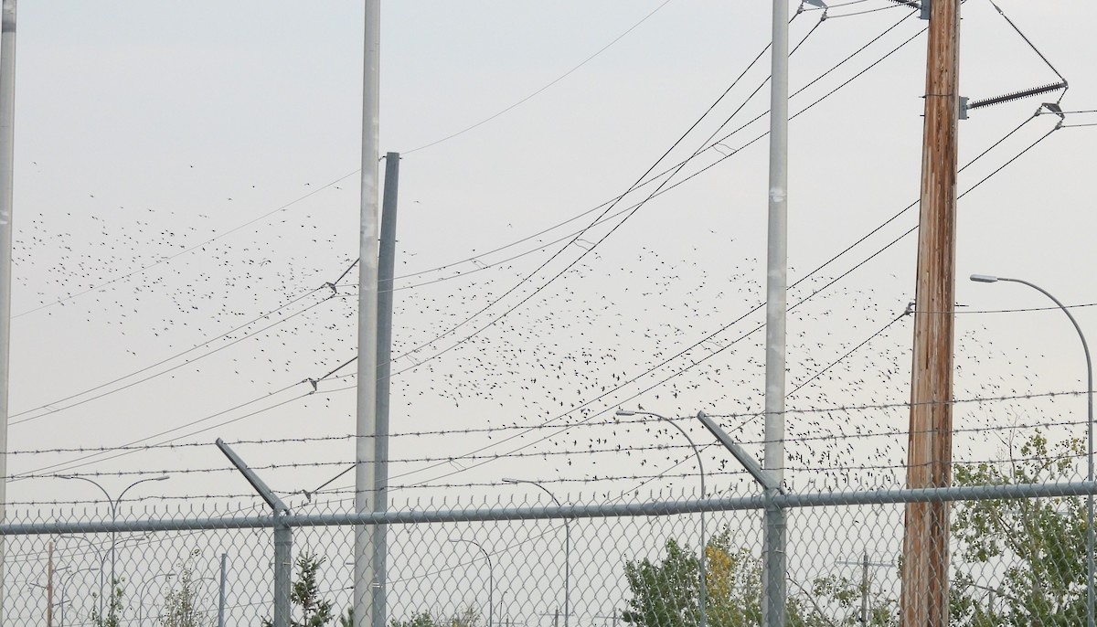 Common Grackle - ML623545478