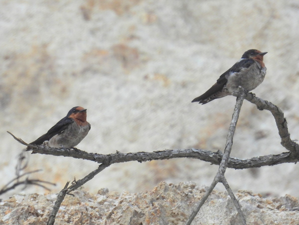 Pacific Swallow (Pacific) - ML623545499