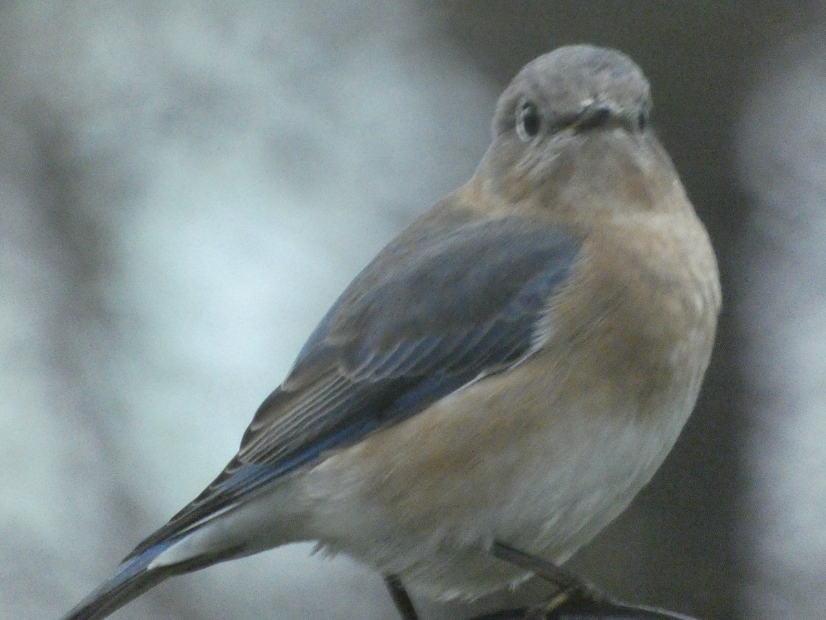 Eastern Bluebird - ML623545530